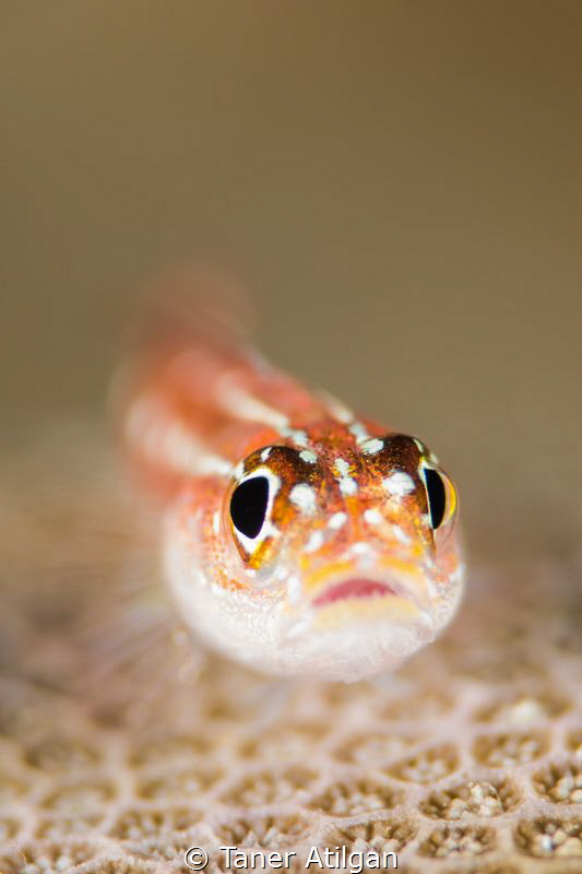 Ugly face (: by Taner Atilgan 