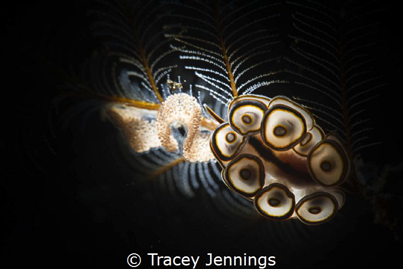 Doto with eggs by Tracey Jennings 