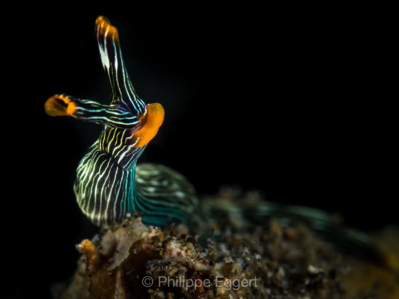 Thuridilla by Philippe Eggert 