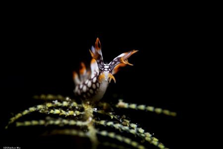 joy 
Location :Lembeh Indonesias
Canon 5dsr
Canon EF 1... by Yung Sen Wu 