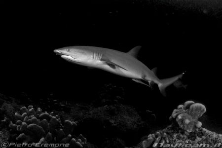Black tip by Pietro Cremone 