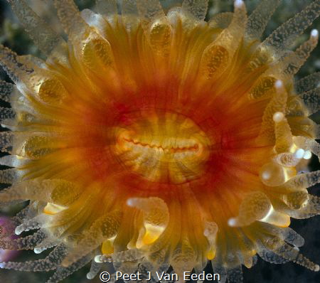 Cup Coral by Peet J Van Eeden 