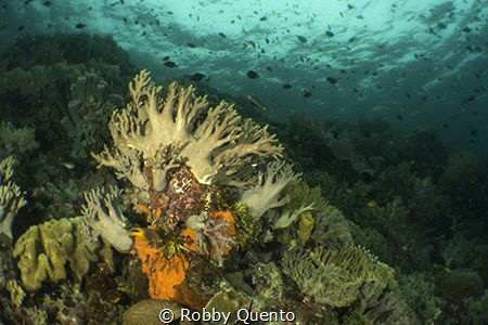 Taken around Tomia Island, Wakatobi, Sulawesi, Indonesia. by Robby Quento 