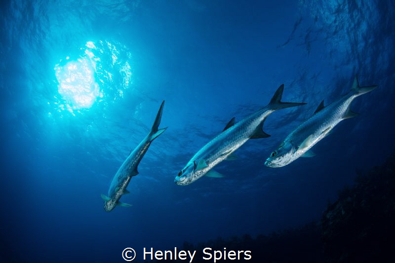 Tarpon Trio by Henley Spiers 