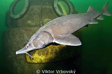 Sturgeon and Underwater Observatory by Viktor Vrbovský 