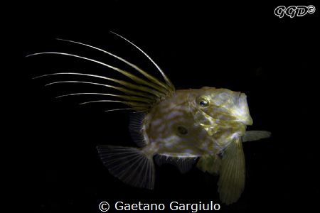 Zeus faber free swimming taken with 105/2.8 (small specimen) by Gaetano Gargiulo 