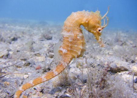 Longnose Seahorse..Blue Heron by Mark Sagovac 