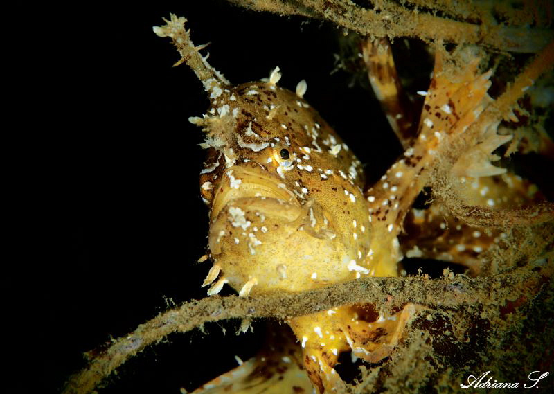 Sargassum Froggish Portrait by Adriana Simeonova 