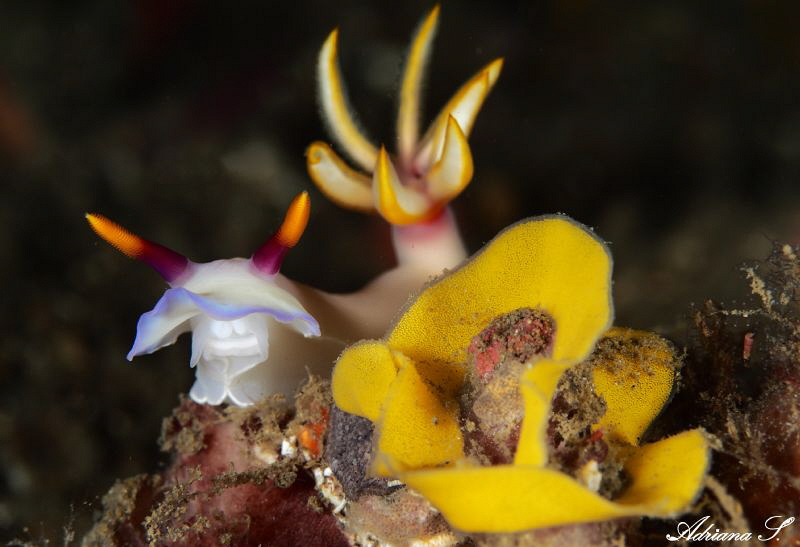 Nudi with eggs by Adriana Simeonova 