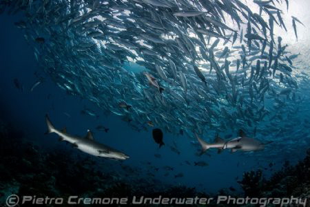 Jacks and sharks by Pietro Cremone 