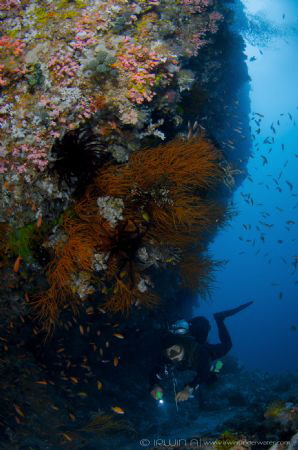A N I L A O 
Kirby's Rock 
Anilao, Philippines. June 2016 by Irwin Ang 