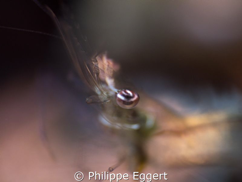 Eyeshot by Philippe Eggert 