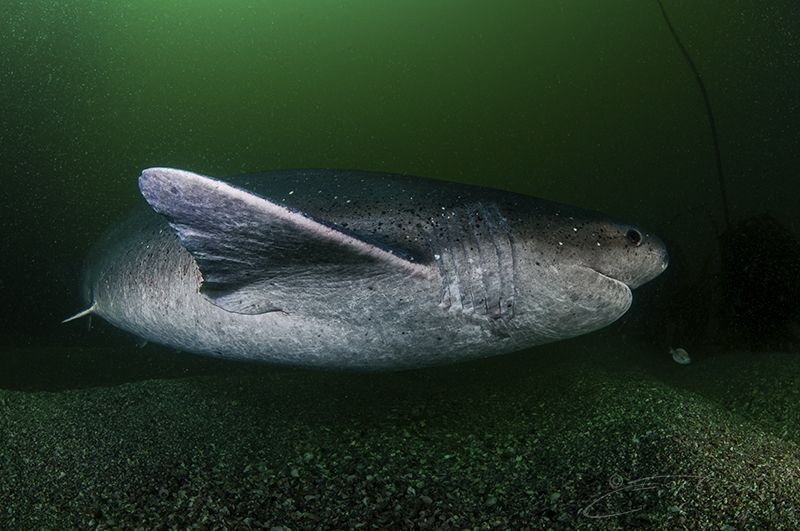 ~ Mother to Be ~

Pregnant Seven-gill shark. by Geo Cloete 