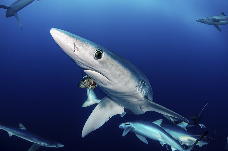 ~ Something Fishy ~ by Geo Cloete 