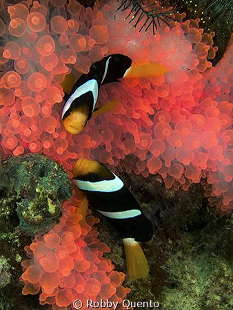 pinky anemone by Robby Quento 