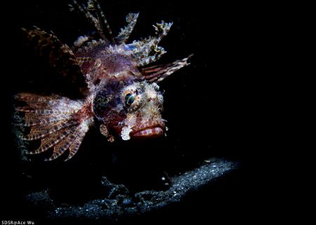 Simple is the best
Location :Lembeh Indonesias
Canon 5d... by Yung Sen Wu 