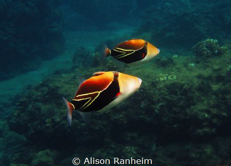 Humas- close up! by Alison Ranheim 