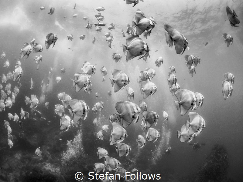Of Angels and Bubbles ...

Longfin Batfish - Platax tei... by Stefan Follows 