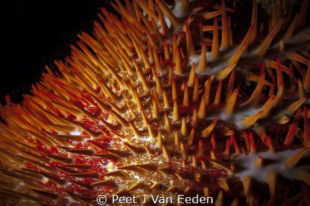 Crown of Thorns-Path of destruction by the specialist pre... by Peet J Van Eeden 