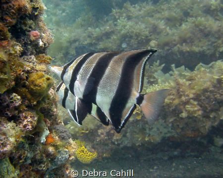 Western Talma Rapid Bay Jetty South Australia by Debra Cahill 