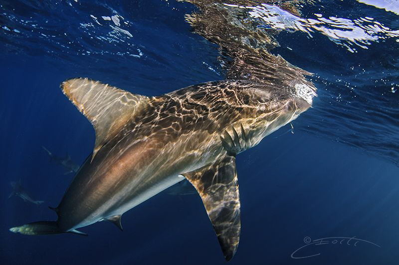 ~ Electrified ~ by Geo Cloete 