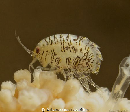 Title: " Shining under the strobe" Name of critter: Iphim... by Athanassios Lazarides 