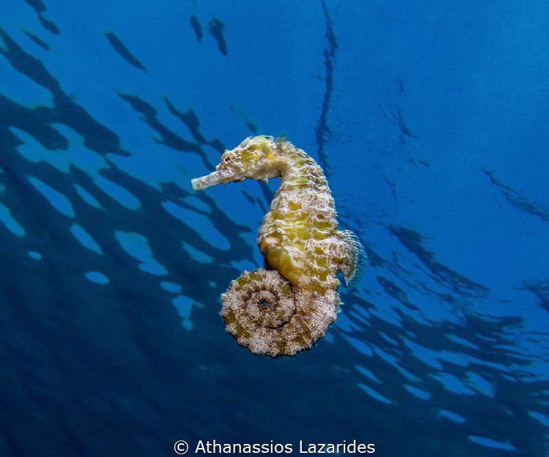 "Sea stallion" Hippocampus hippocampus from Cyprus. by Athanassios Lazarides 
