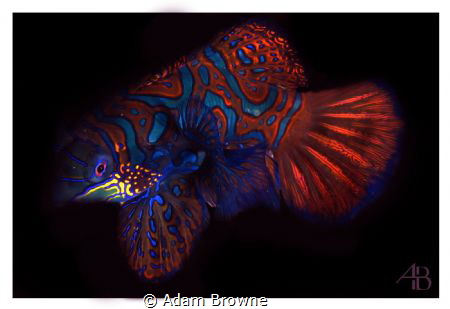Diving Raja Ampat - ambon my first ever mandarin fish. G1... by Adam Browne 