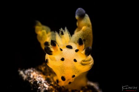 Thecacera sp.8 by Kelvin H.y. Tan 