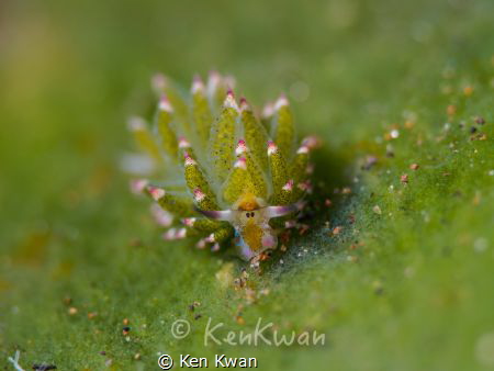 Costasiella sp by Ken Kwan 