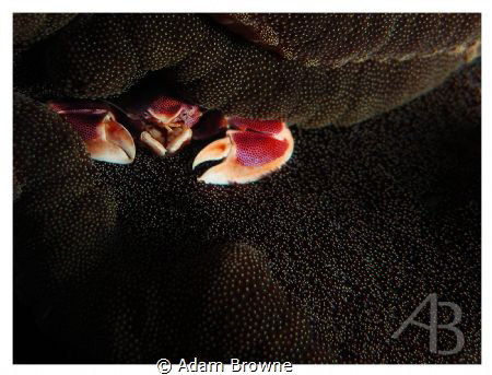 Fairly new to photography - diving the Komodo Islands fou... by Adam Browne 