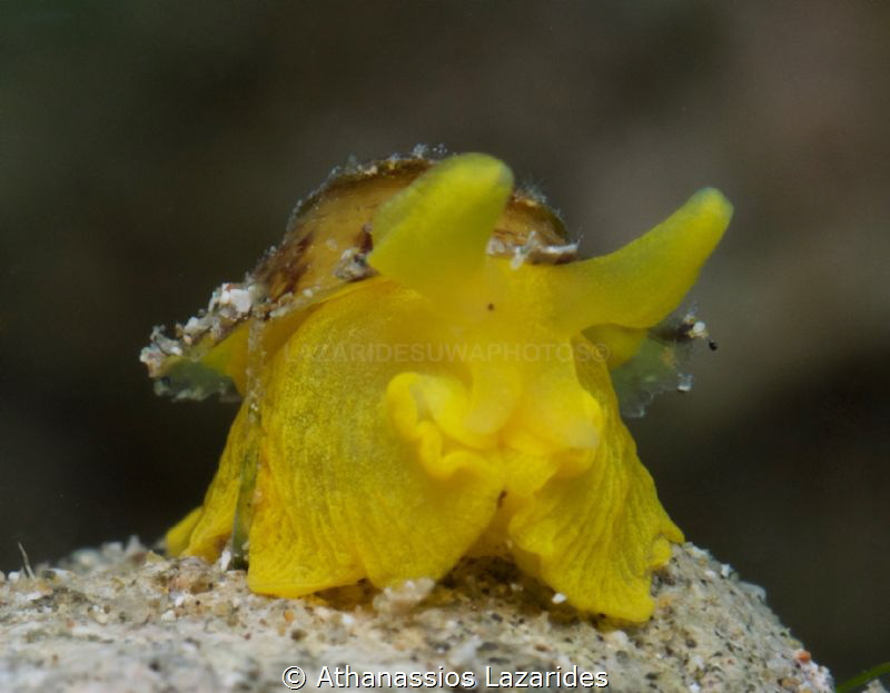 Title: "Golden nugget" Name of species: Tylodina pervesa. by Athanassios Lazarides 