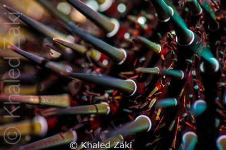 Sea Urchin by Khaled Zaki 
