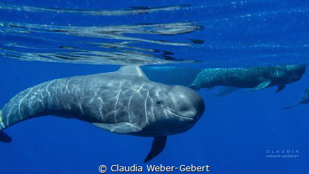 ICU......

young pilot whale calf - with special permis... by Claudia Weber-Gebert 