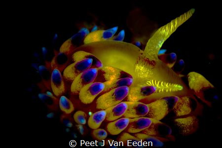 The Third Eye by Peet J Van Eeden 