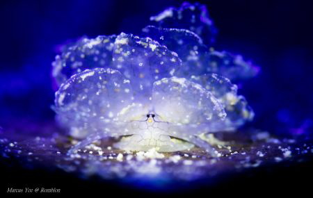 Date Taken: 20th Jan 2017
Title: The Butterfly. 
Locati... by Marcus Yee 