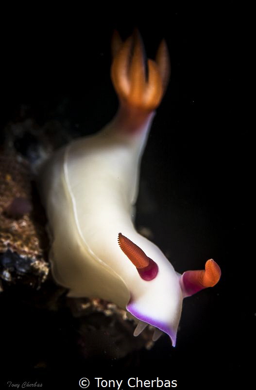 Hypsolladoris Bullocki (variation) by Tony Cherbas 