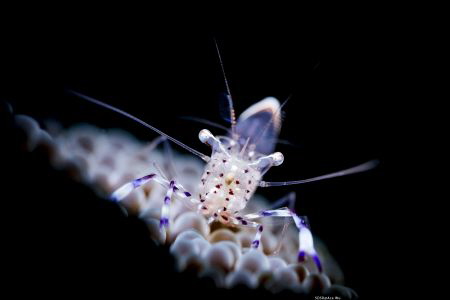 Concentrated
Location :Lembeh Indonesias
Canon 5dsr
Ca... by Yung Sen Wu 