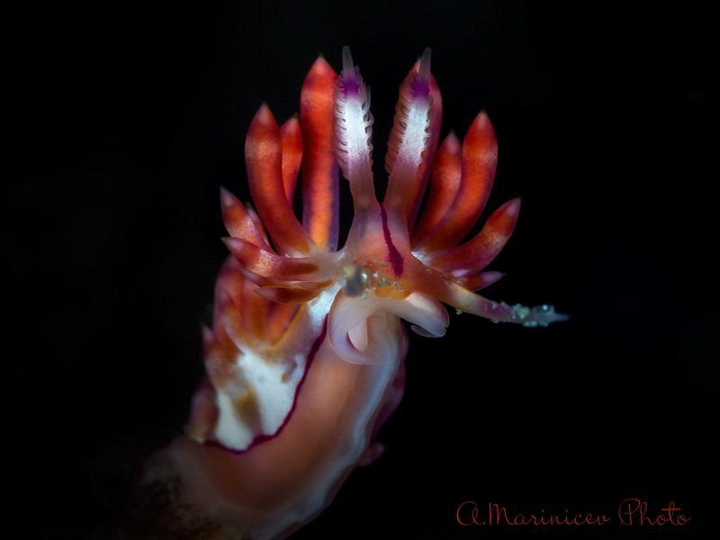 Flabellina exoptata by Aleksandr Marinicev 