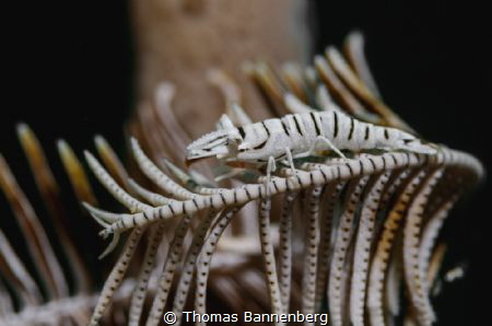 Leopard Crinoid Shrimp (Laomenes pardus) by Thomas Bannenberg 
