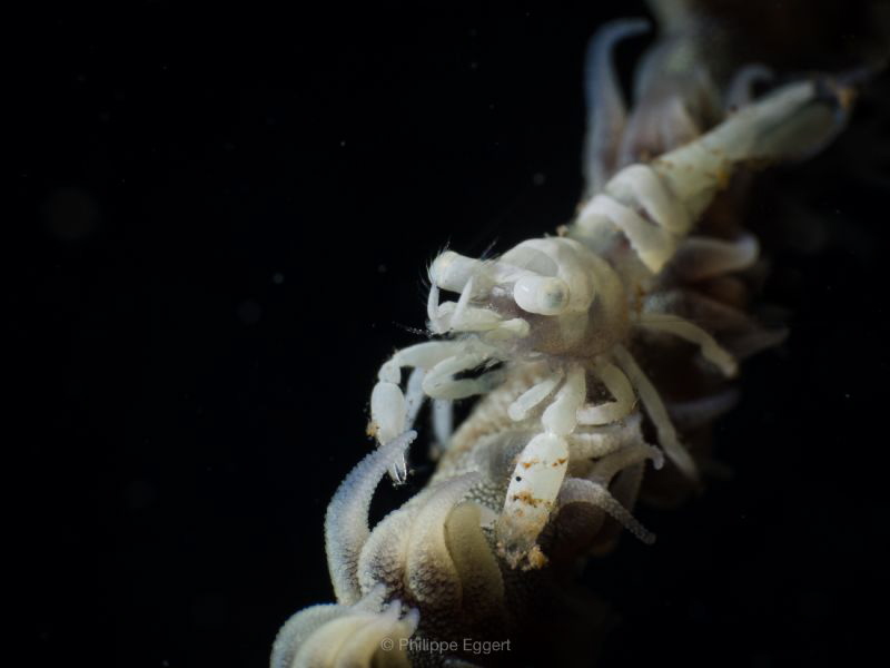 Whipe coral shrimp by Philippe Eggert 