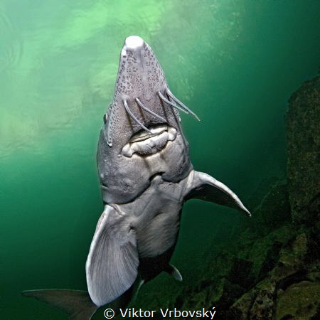 Sturgeon by Viktor Vrbovský 