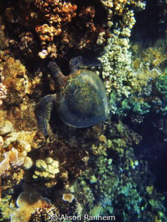 I Heart Turtles! by Alison Ranheim 