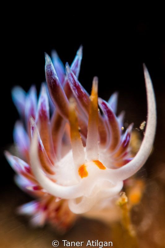 Tiny nudi - taken w/105mmVR+SMC by Taner Atilgan 
