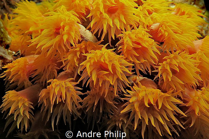 Sun Coral at night by Andre Philip 