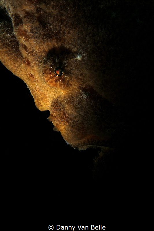 Lurking in the dark by Danny Van Belle 