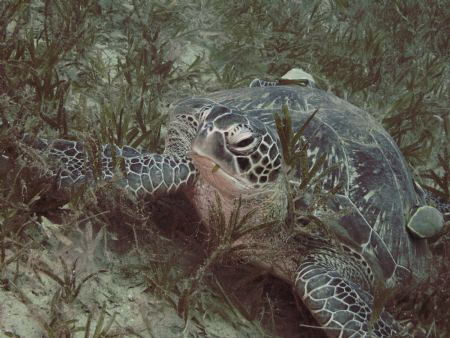 Turtle with two remoras in the seagrass. Bannerfish Bay, ... by Alexandra Caine 
