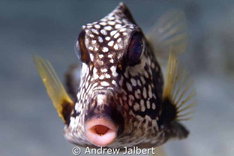 I was diving on Buddy'S Reef in Bonaire shooting with my ... by Andrew Jalbert 