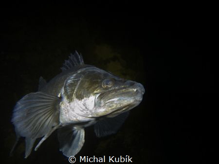Pike-perch (Sander lucioperca) by Michal Kubík 