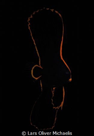 Juvenile Batfish by Lars Oliver Michaelis 